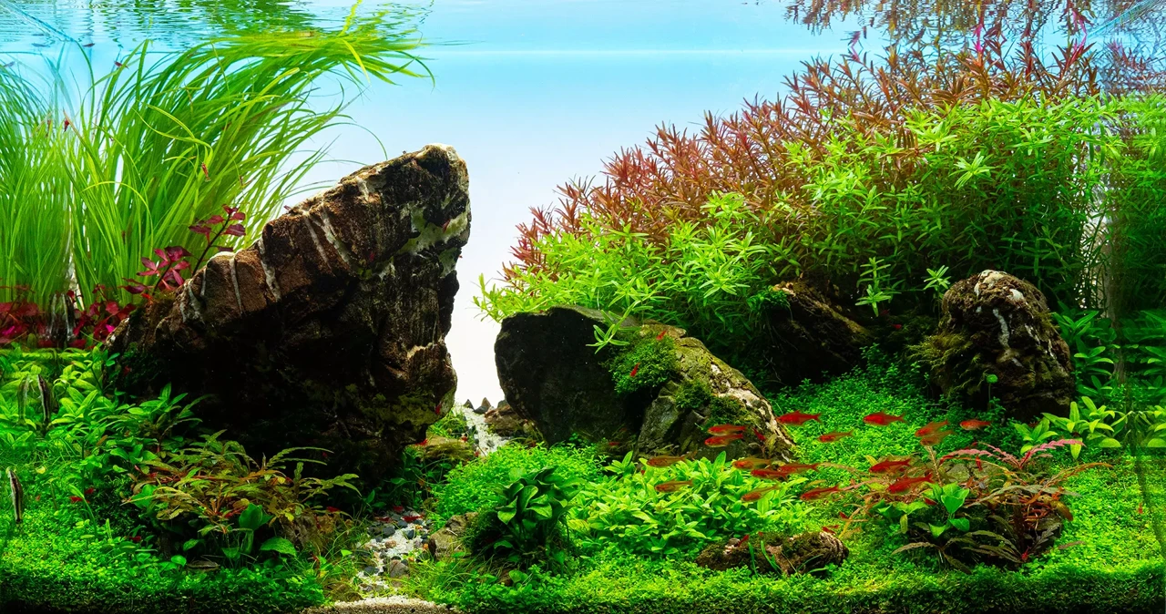 Pierwsze akwarium w AquaDiary 🎉🐠, 25.04.2025 - Aqua Diary